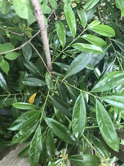 Angiospermae