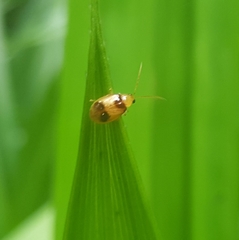 Monolepta bifasciata