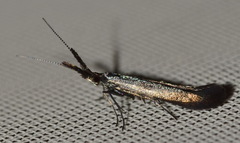 Coleophora mayrella
