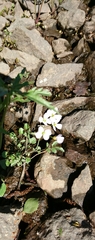 Cardamine amara