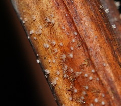 Hispidula dicksoniae