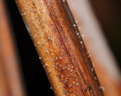 Hispidula dicksoniae