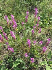 Polygala cretacea