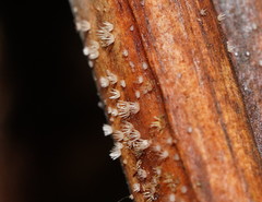 Hispidula dicksoniae