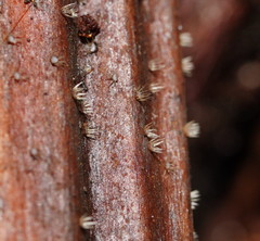 Hispidula dicksoniae