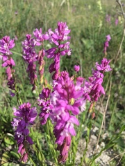 Polygala cretacea