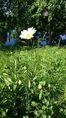 Leucanthemum vulgare