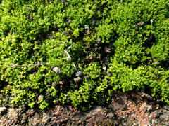 Trichostomum brachydontium