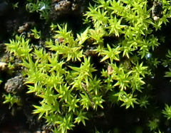Trichostomum brachydontium