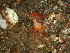 Phrikoceros