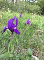Iris aphylla