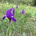 Iris aphylla - Photo (c) Jakob Fahr, algunos derechos reservados (CC BY-NC), uploaded by Jakob Fahr