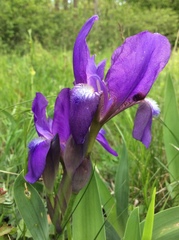Iris aphylla
