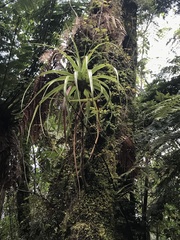 Dracophyllum traversii
