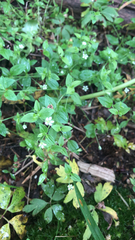 Moehringia trinervia