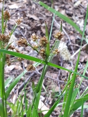 Luzula multiflora multiflora