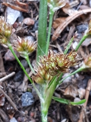Luzula multiflora multiflora