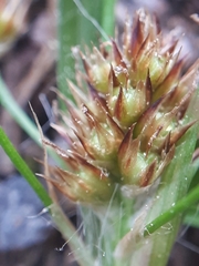 Luzula multiflora multiflora