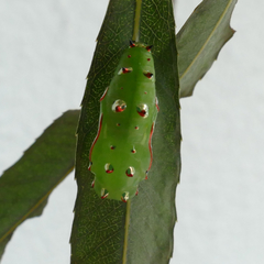 Phalanta phalantha phalantha