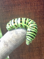 Papilio machaon hippocrates