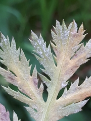 Paraperonospora tanaceti