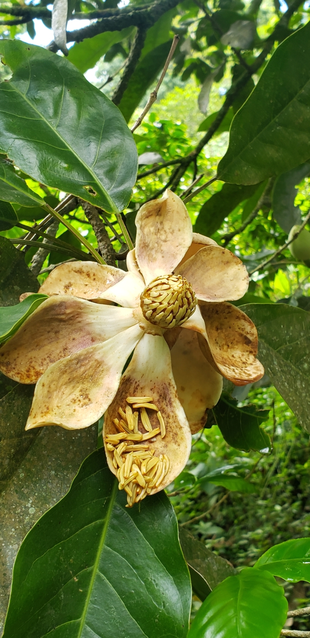 Yoloxóchitl (Magnolia mexicana) · NaturaLista Colombia