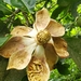 Magnolia mexicana - Photo (c) Adolfo Diaz, some rights reserved (CC BY-NC), uploaded by Adolfo Diaz