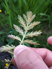 Paraperonospora tanaceti