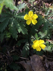 Potentilla heptaphylla
