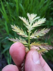 Paraperonospora tanaceti