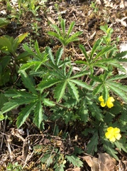 Potentilla heptaphylla