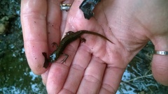 Lissotriton vulgaris meridionalis