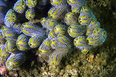 Botrylloides magnicoecus