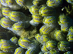 Botrylloides magnicoecus