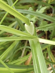 Carex otrubae