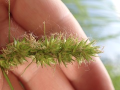 Carex otrubae