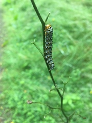 Cucullia scrophulariae