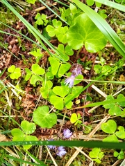 Soldanella carpatica