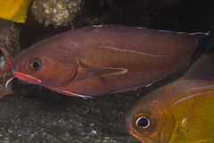 Lotella rhacina
