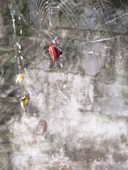 Gasteracantha milvoides