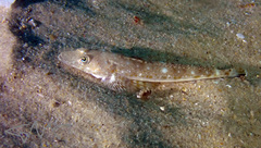 Platycephalus grandispinis