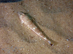 Platycephalus grandispinis