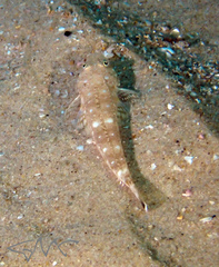 Platycephalus grandispinis