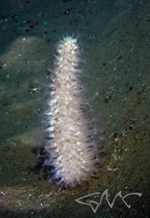 Veretillidae