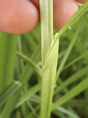 Carex otrubae