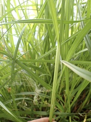 Carex otrubae