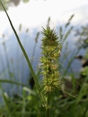 Carex otrubae