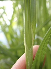 Carex otrubae