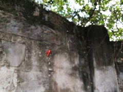 Gasteracantha milvoides