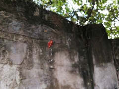 Gasteracantha milvoides